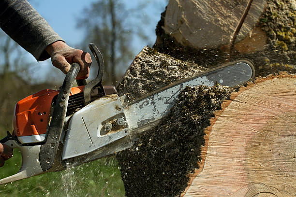 The Steps Involved in Our Tree Care Process in Pearson, GA